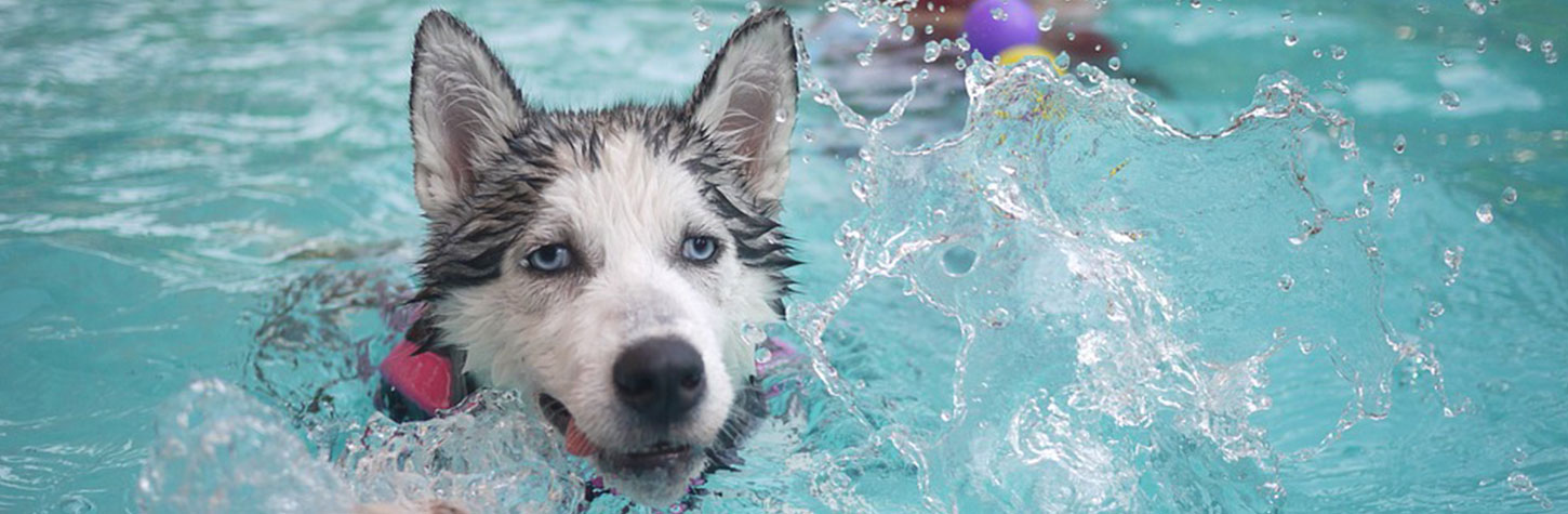 Is It OK For My Dog To Swim In The Pool?